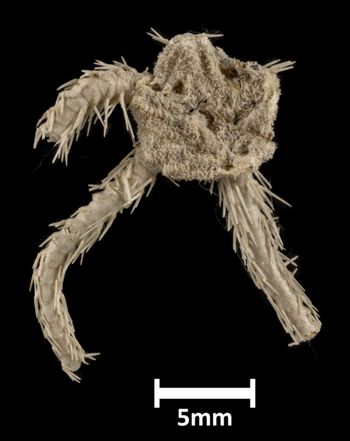 Media type: image;   Invertebrate Zoology OPH-1986 Description: Top of brittle star with a view of the disc.;  Aspect: dorsal